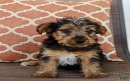 Yorkshire Terrier dogs for sale: Grady - Image 3