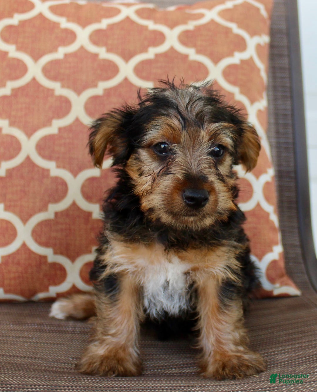 Yorkshire Terrier dogs for sale: Grady - Image 3