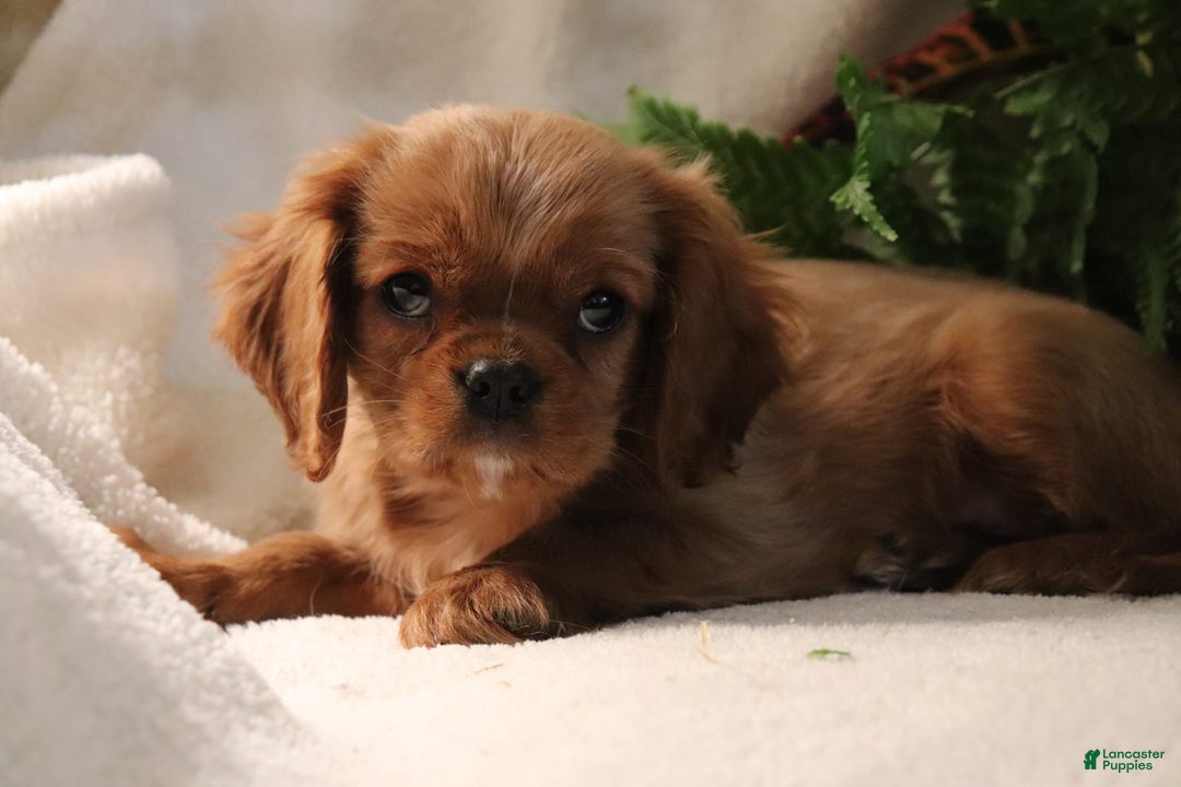 Cavalier King Charles Spaniel dogs for sale: Miles - Image 1