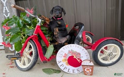 Doberman Pinscher dogs for sale: Marie - Image 1