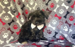 Miniature Schnauzer dogs for sale: Rover - Image 4
