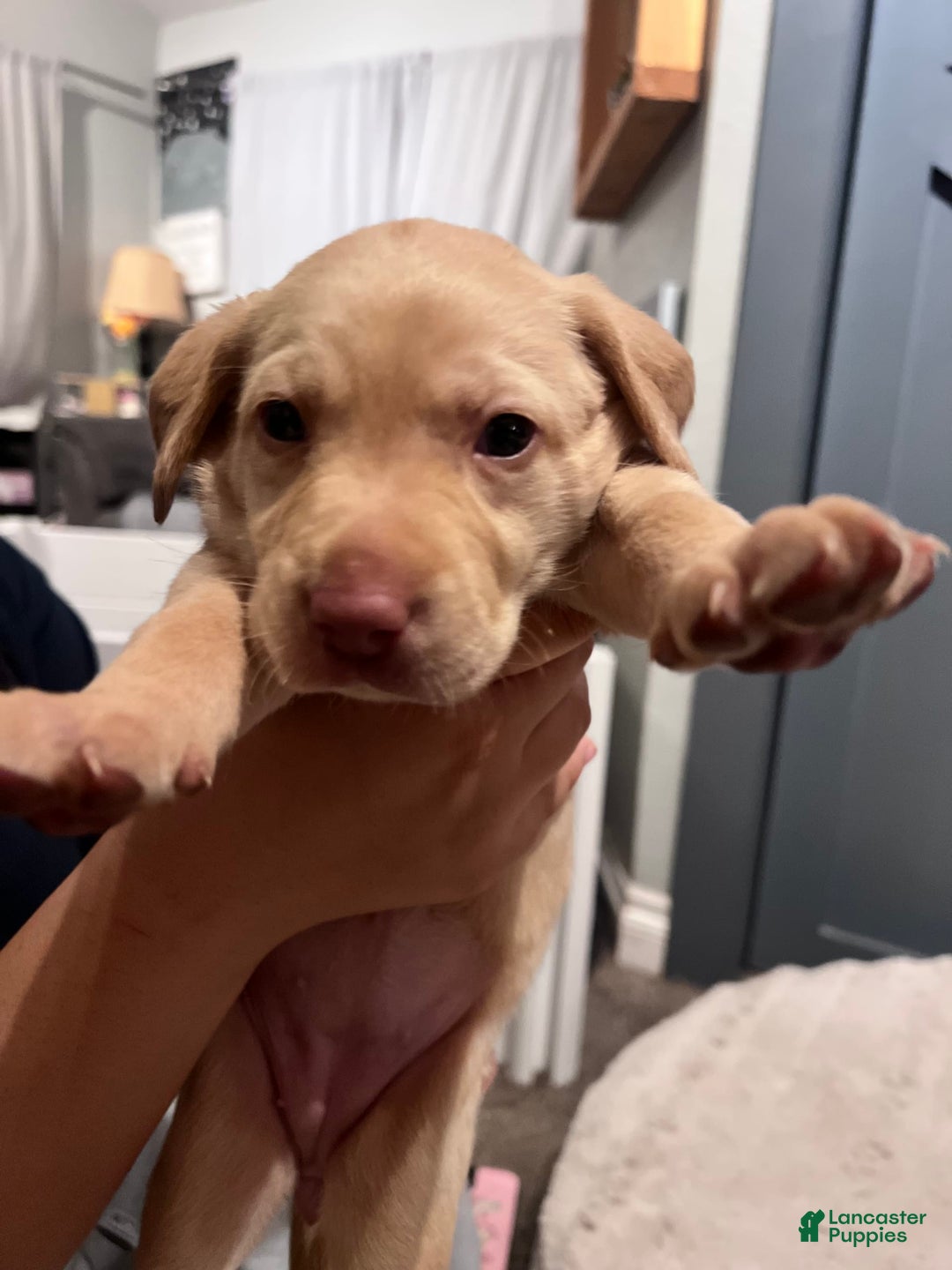 Labrador Retriever dogs for sale: Salt - Image 4