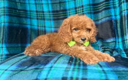 Cockapoo dogs for sale: Taco - Image 6