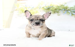 French Bulldog dogs for sale: Tracie - Image 1