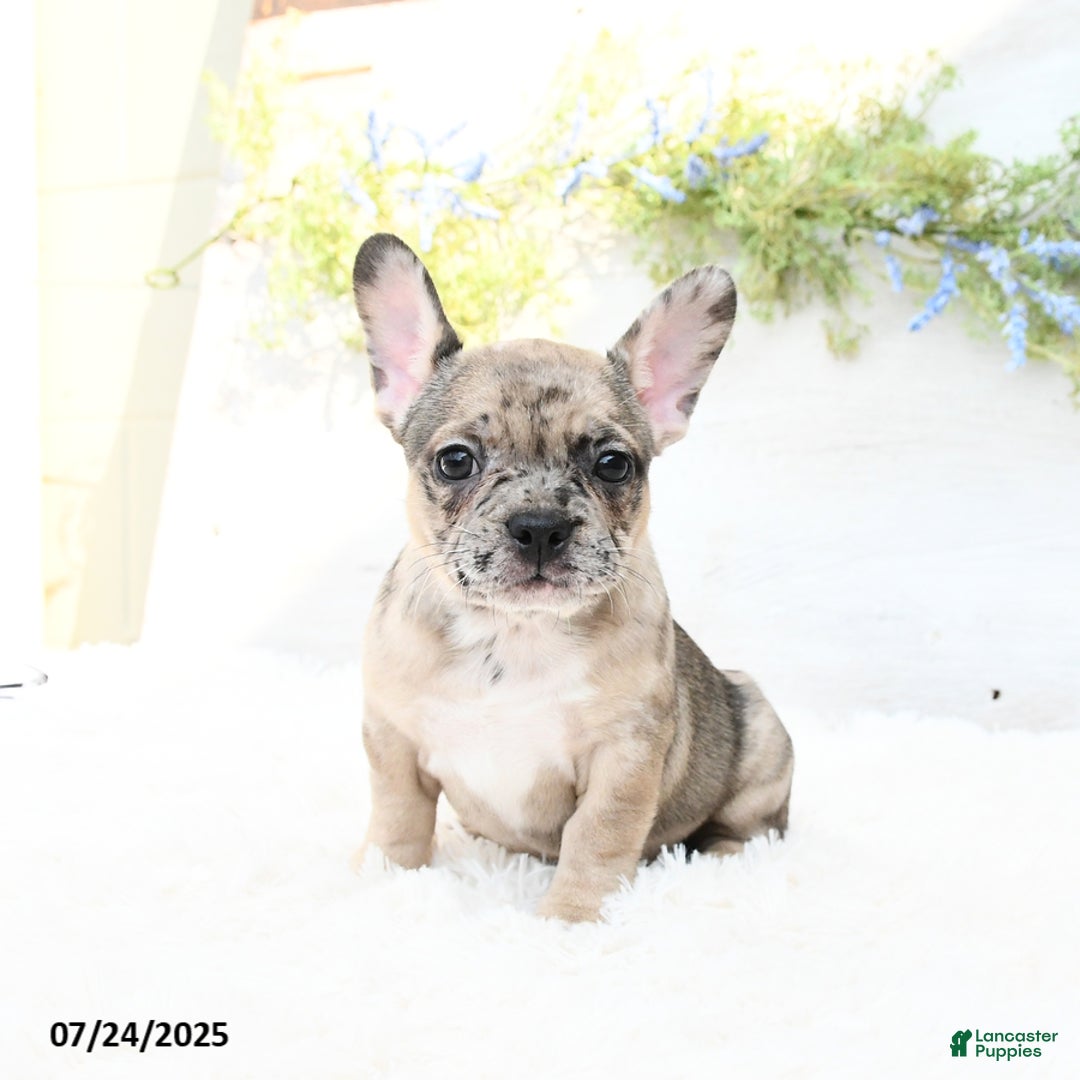 French Bulldog dogs for sale: Tracie - Image 1