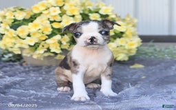 Boston Terrier dogs for sale: Hawk - Image 1