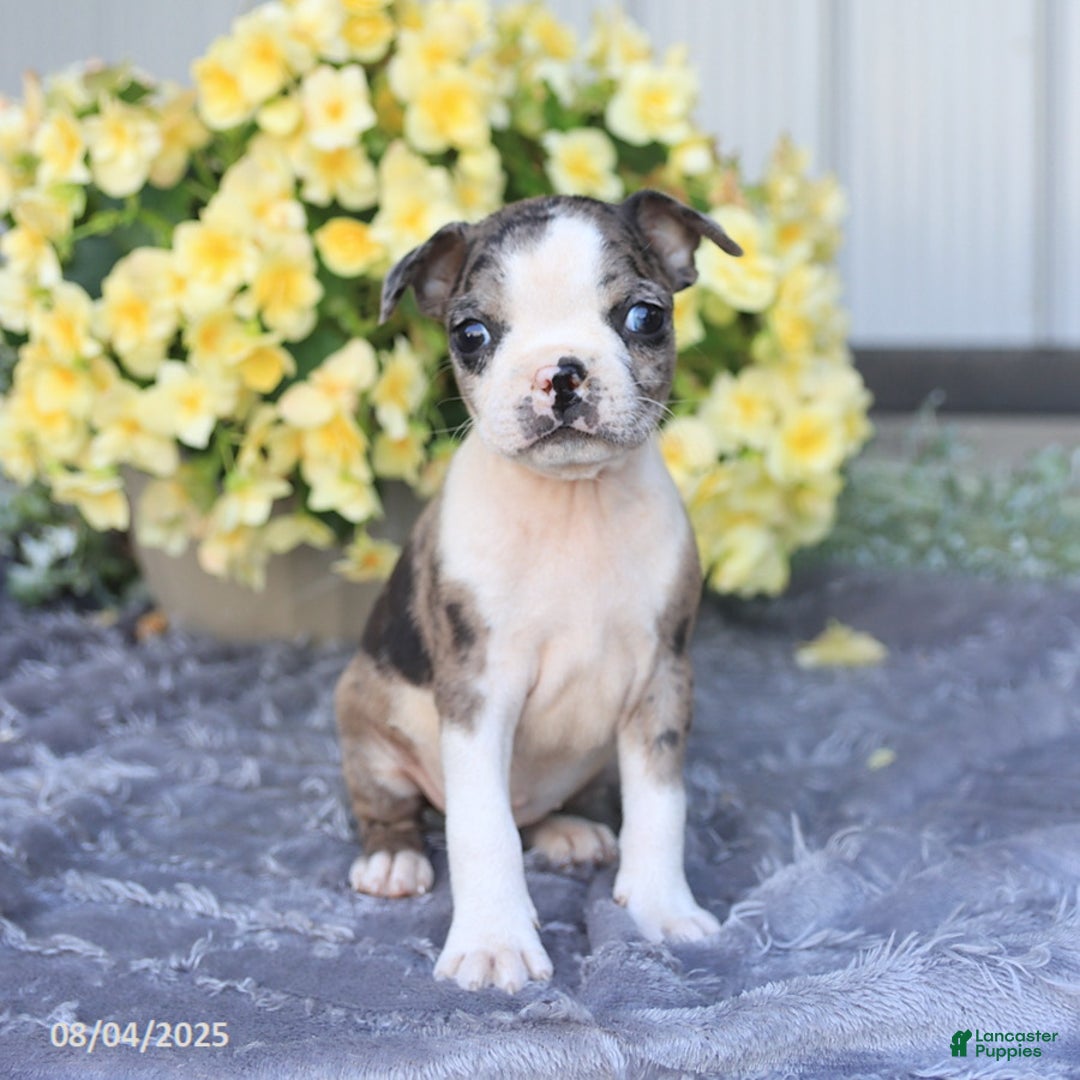 Boston Terrier dogs for sale: Hawk - Image 1