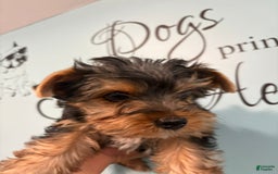 Yorkshire Terrier dogs for sale: Bear - Image 6