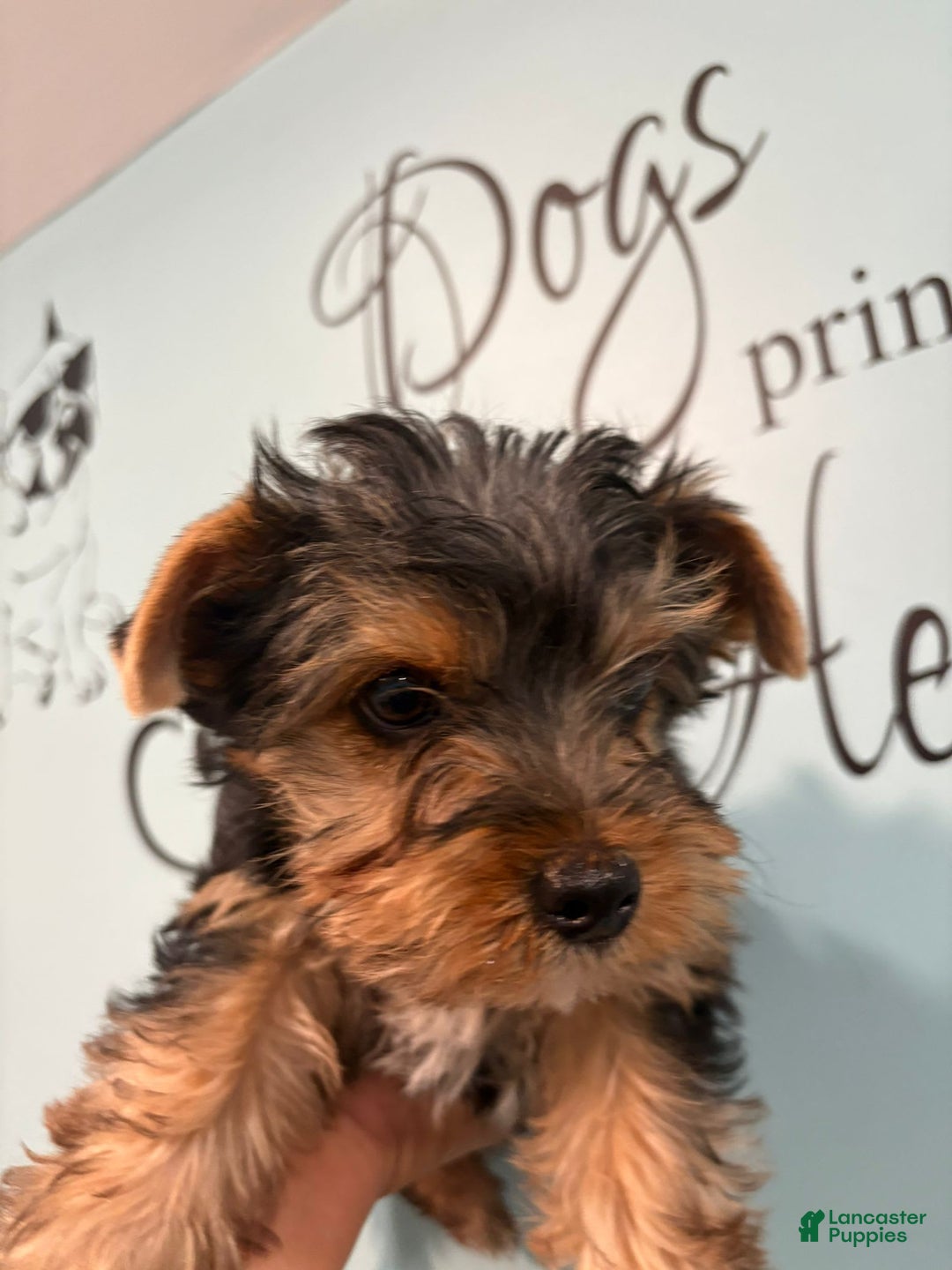 Yorkshire Terrier dogs for sale: Bear - Image 6