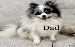 Pomeranian dogs for sale: Ash - Image 3