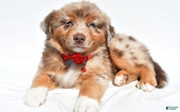Miniature Australian Shepherd dogs for sale: Miniature Australian Shepherd 7 puppies - Image 24