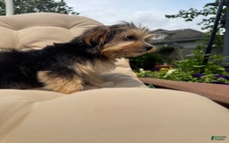 Morkie dogs for sale: Sofie - Image 1