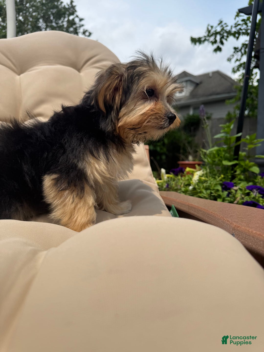 Morkie dogs for sale: Sofie - Image 1