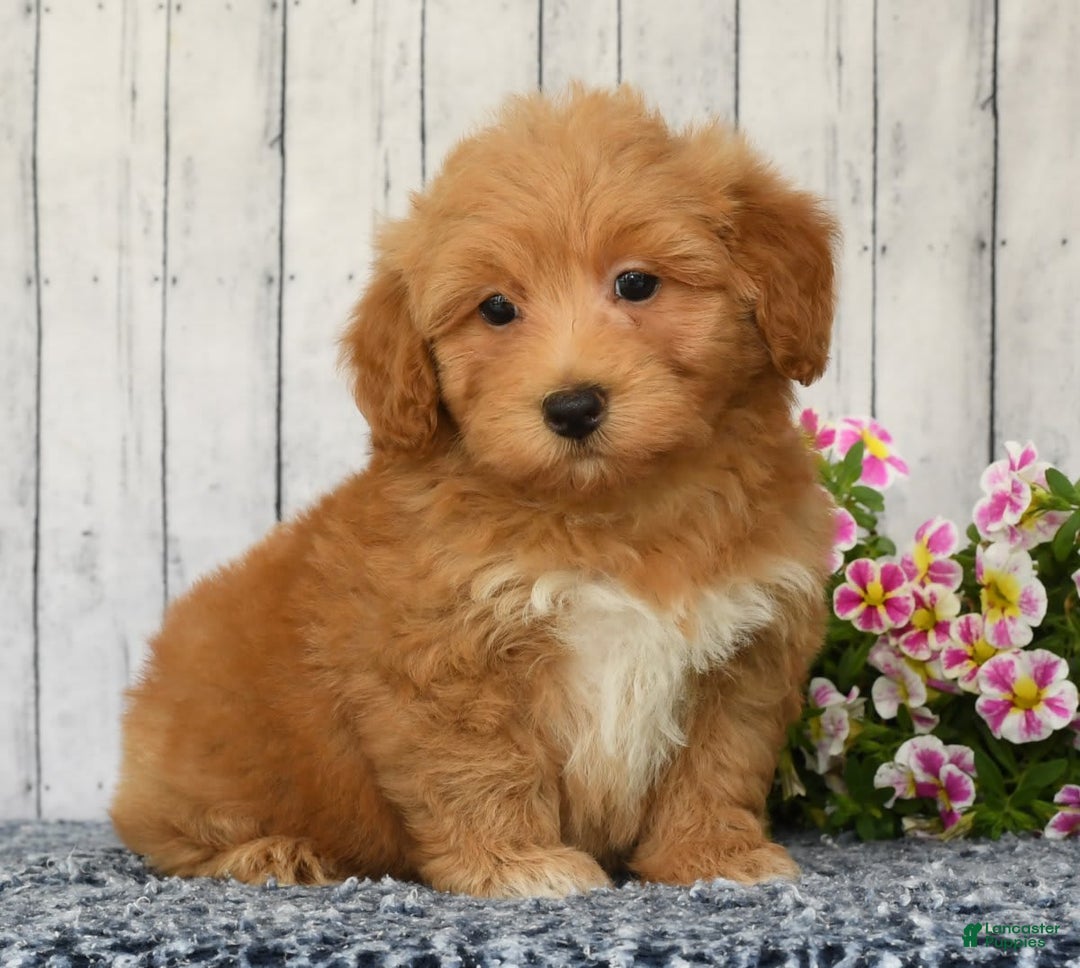 Havapoo dogs for sale: Asher - Image 1