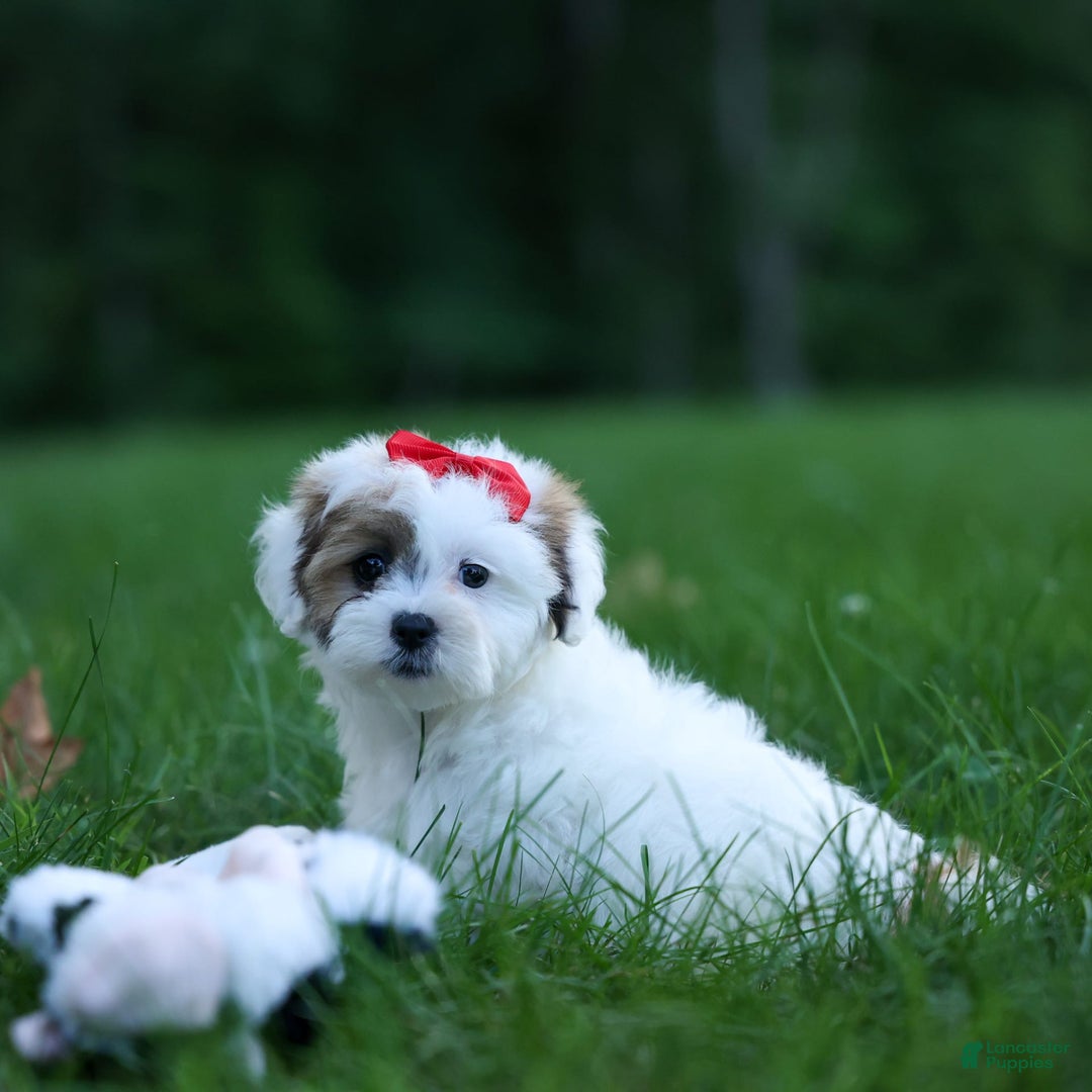 Shihpoo dogs for sale: Sage - Image 1