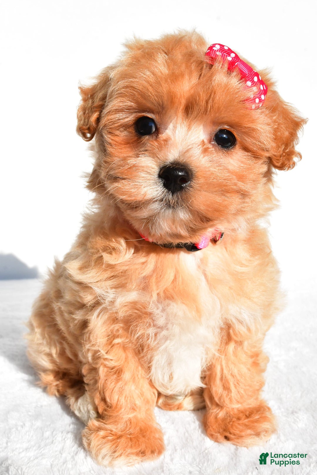 Maltipoo dogs for sale: Penny - Image 8