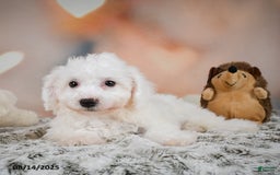 Bichon Frise dogs for sale: Bendict - Image 6