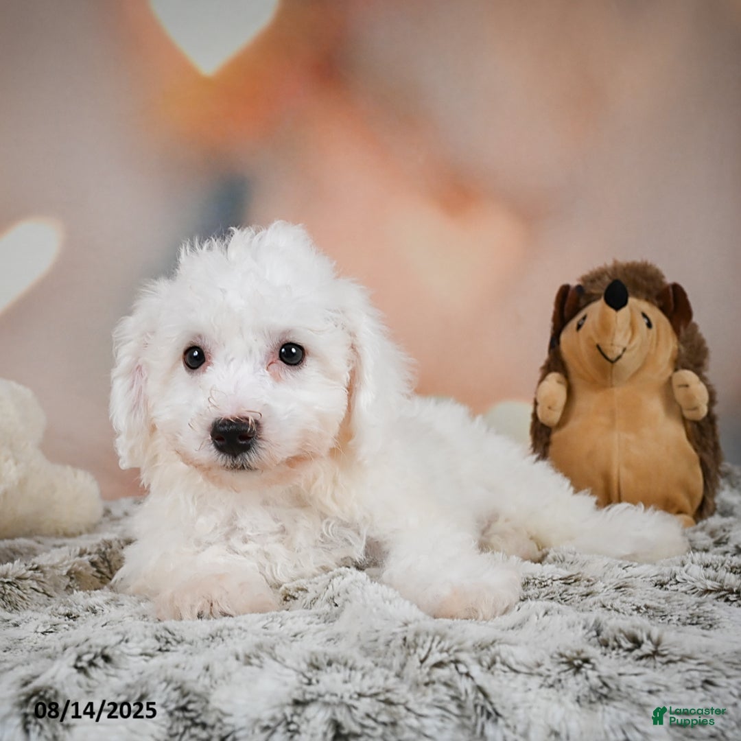Bichon Frise dogs for sale: Bendict - Image 6