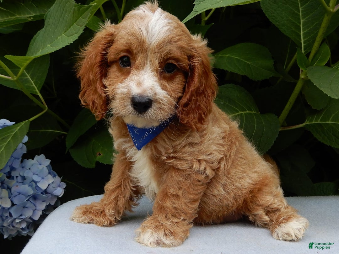 Cavapoo dogs for sale: Tux - Image 1