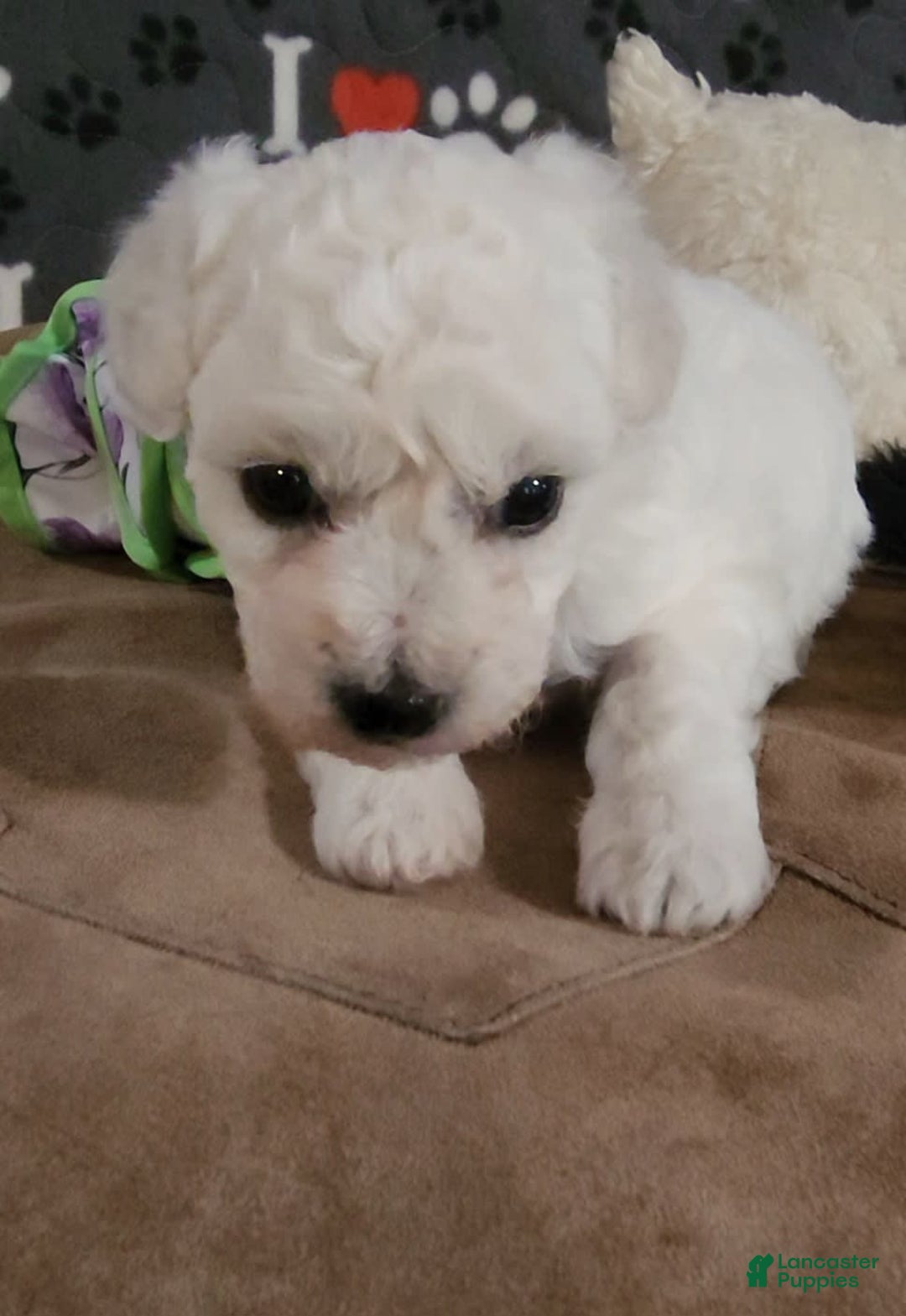 Bichon Frise dogs for sale: Mary Francis - Listing for pets: Mary Francis - Image 3