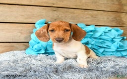 Dachshund dogs for sale: Pumpkin - Image 8