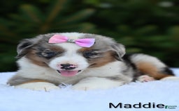 Miniature Australian Shepherd dogs for sale: Maddie - Image 2