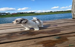 Shihpoo dogs for sale: Ashton - Image 2