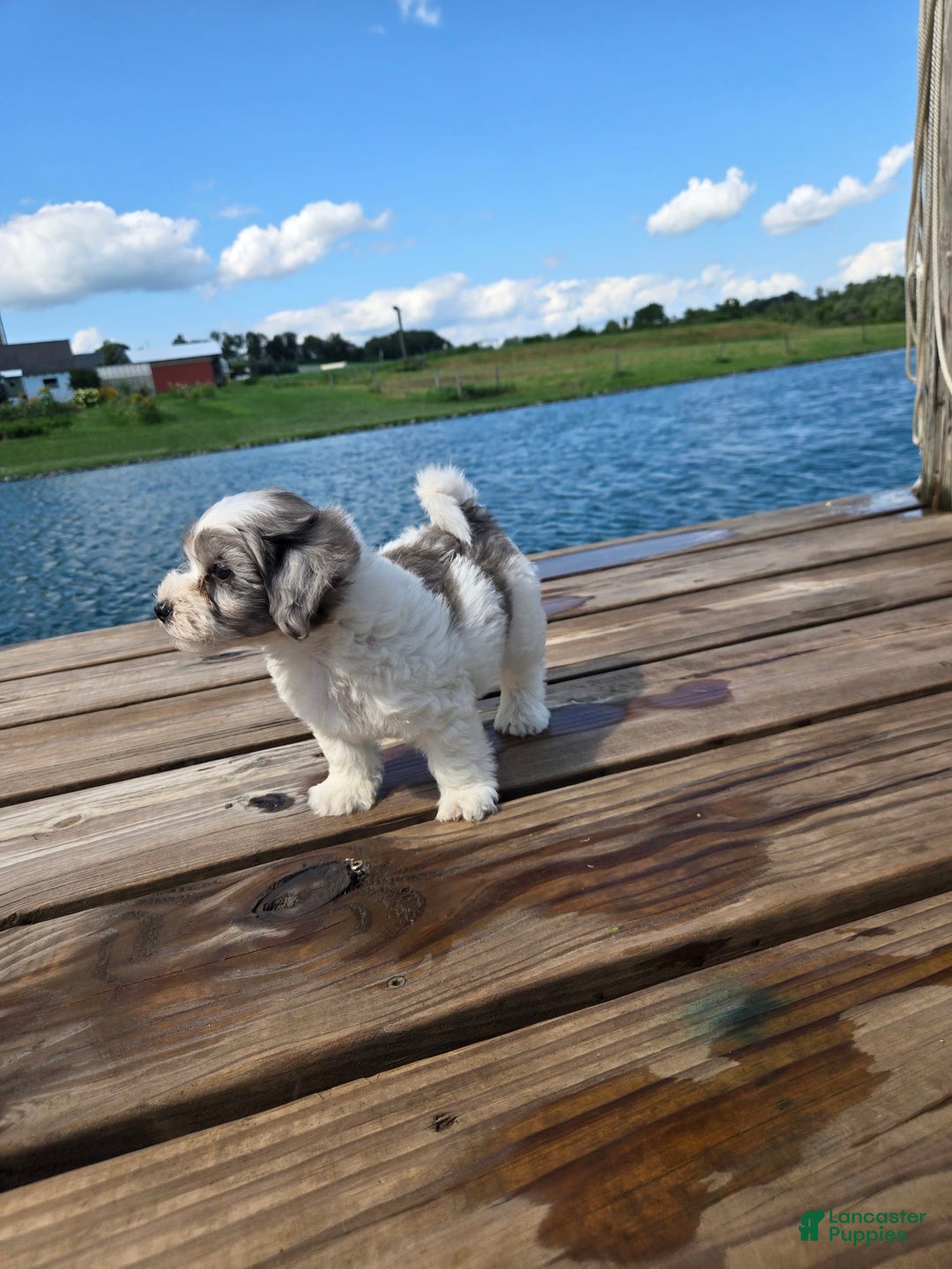 Shihpoo dogs for sale: Ashton - Image 2