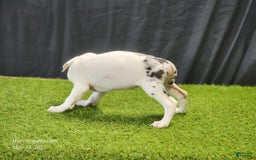 Catahoula Leopard Dog dogs for sale: Diamond 2025 F2 - Image 9