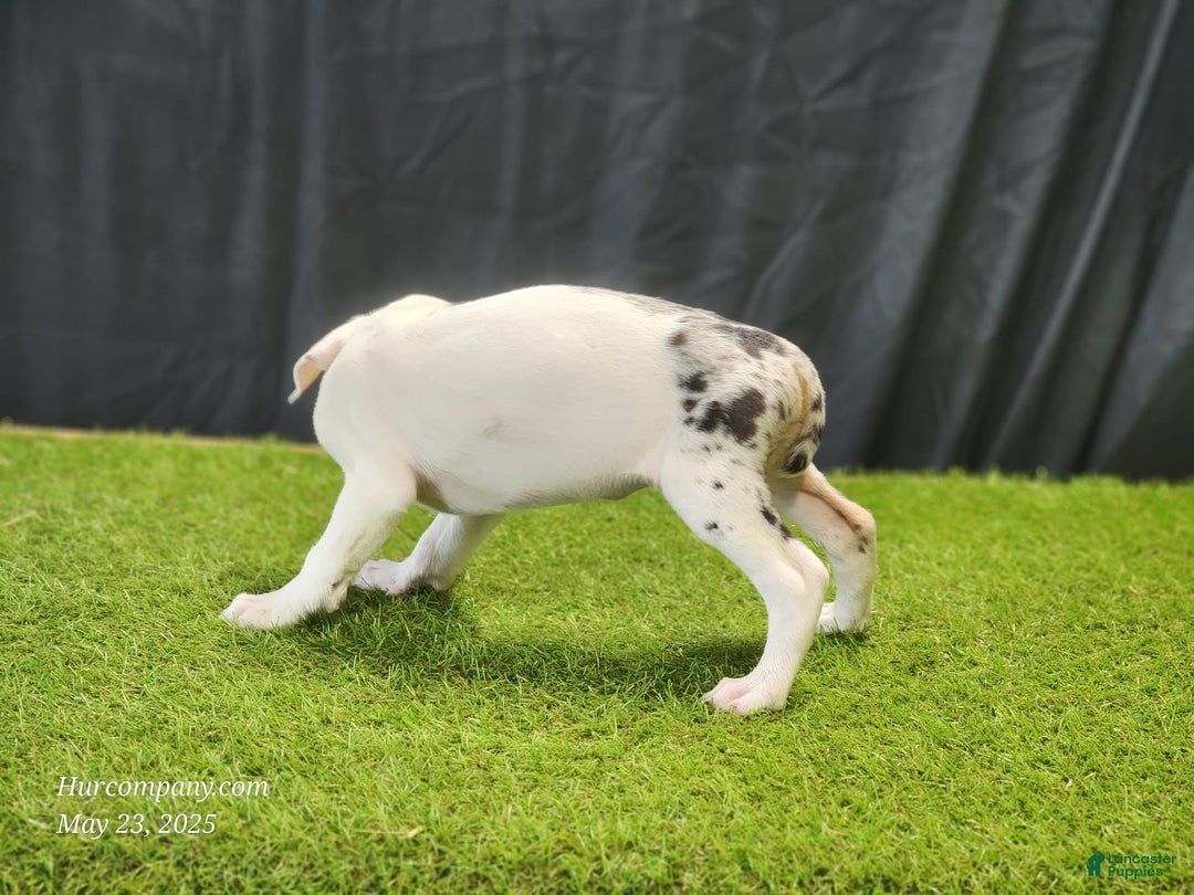 Catahoula Leopard Dog dogs for sale: Diamond 2025 F2 - Image 9