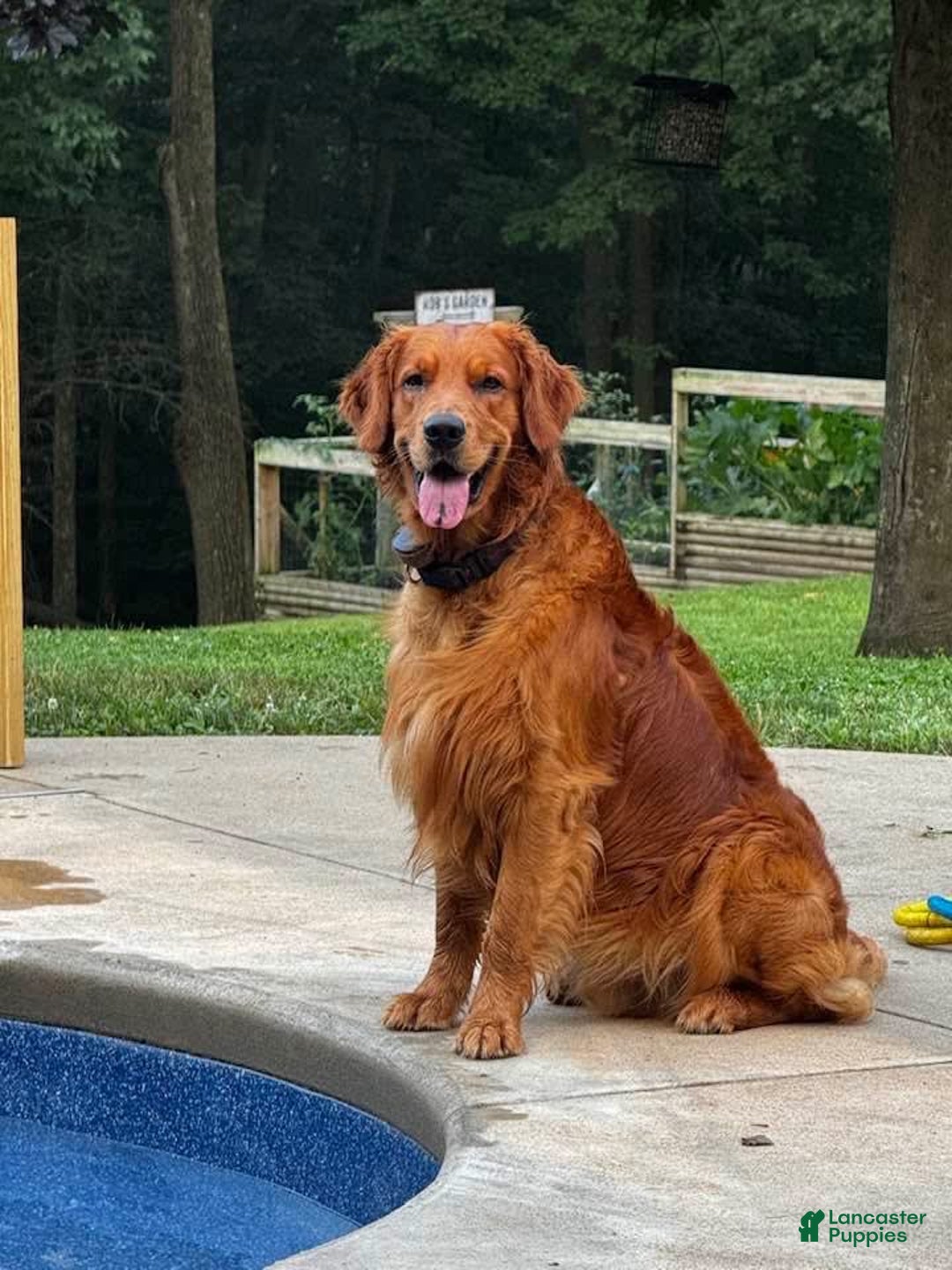 Golden Retriever dogs for sale: Spruce - Image 16