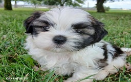 Shih Tzu dogs for sale: Carter - Image 1