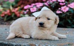 Golden Retriever dogs for sale: Marita - Image 3