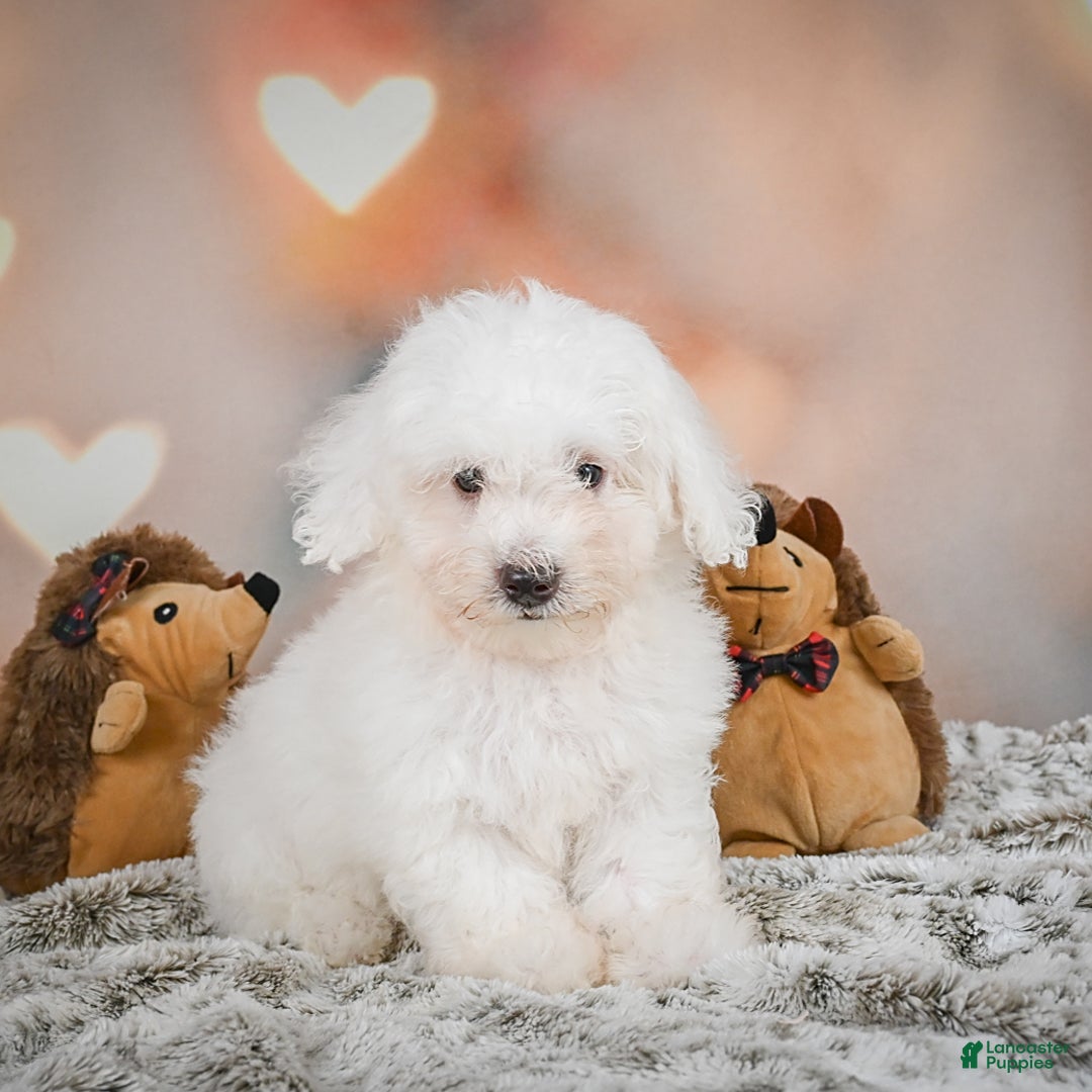 Bichon Frise dogs for sale: Kendrick - Image 11