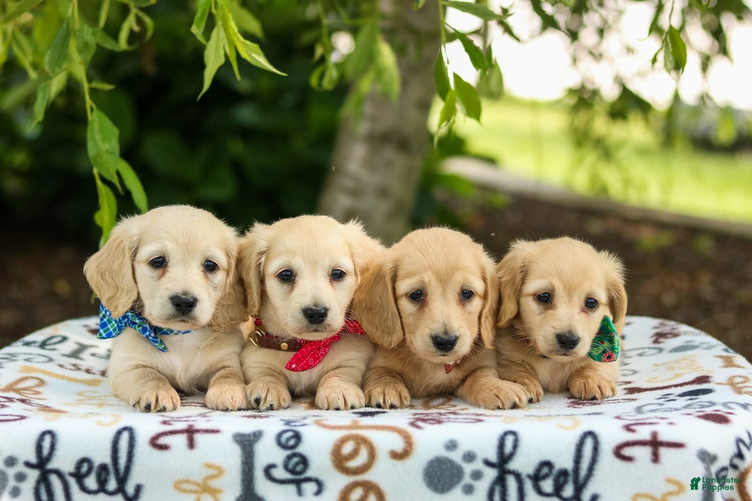 Miniature Dachshund dogs for sale: Tanner - Image 5