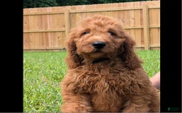 Irish Doodle dogs for sale: Vic - Image 4