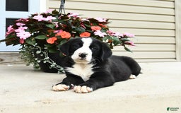 Bernese Mountain Dog dogs for sale: Pal - Image 1