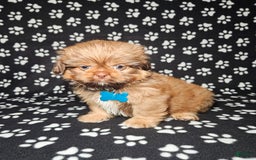 Shih Tzu dogs for sale: Dexter - Image 5