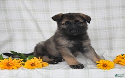 German Shepherd dogs for sale: Jodi - Image 1
