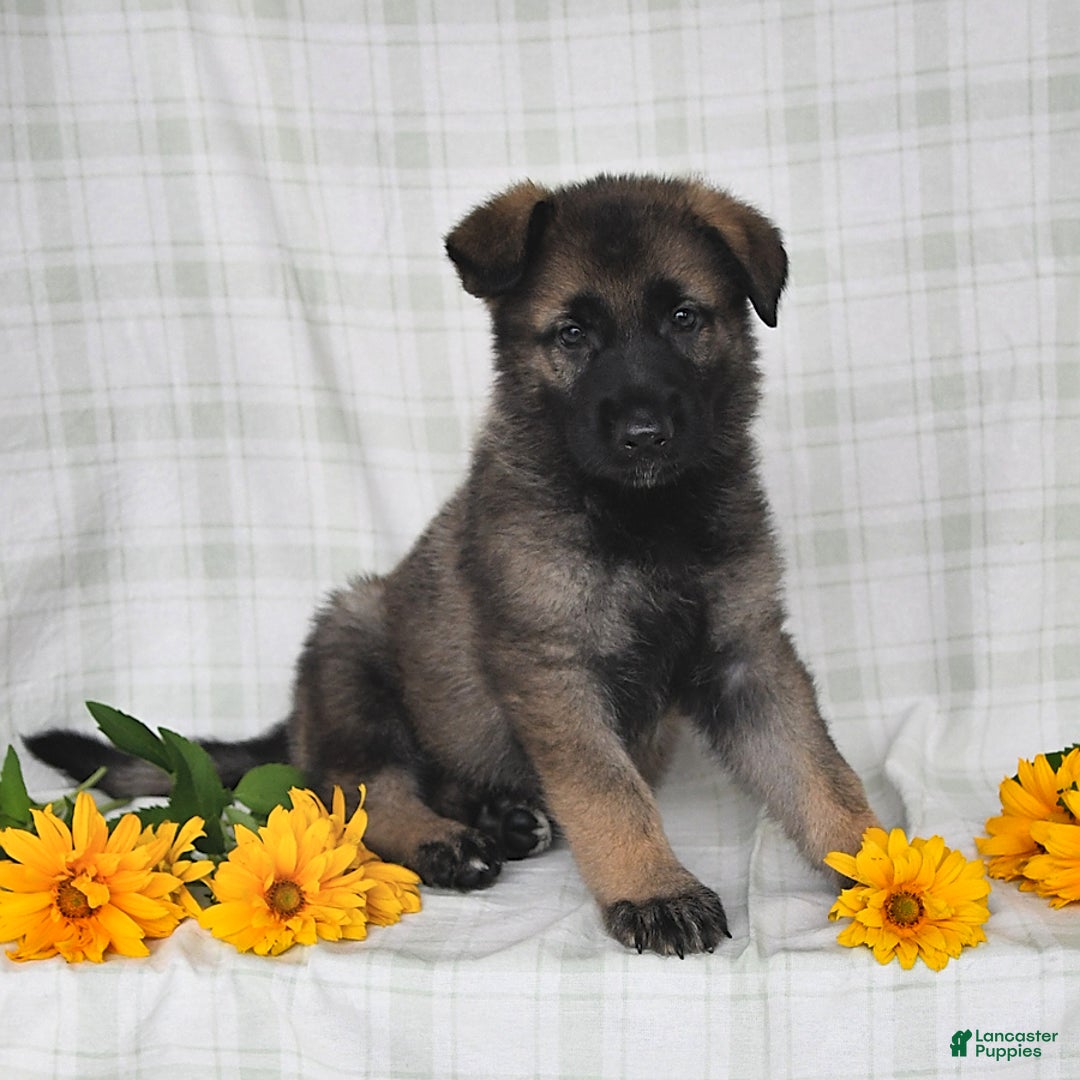 German Shepherd dogs for sale: Jodi - Image 1