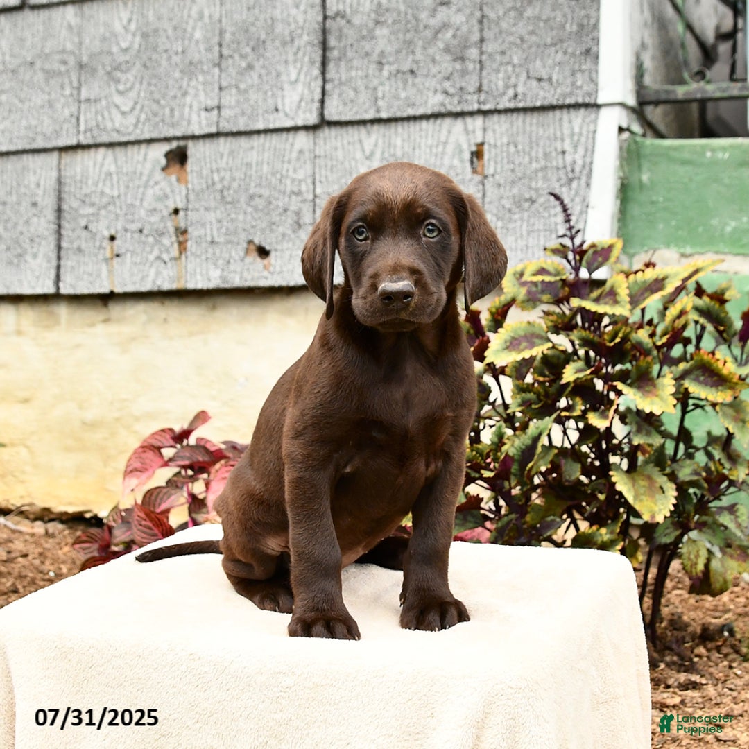 Labrador Retriever dogs for sale: Marigold - Image 2