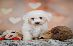 Bichon Frise dogs for sale: Boliver - Image 6