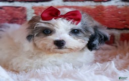 Bichpoo dogs for sale: Babe - Image 3
