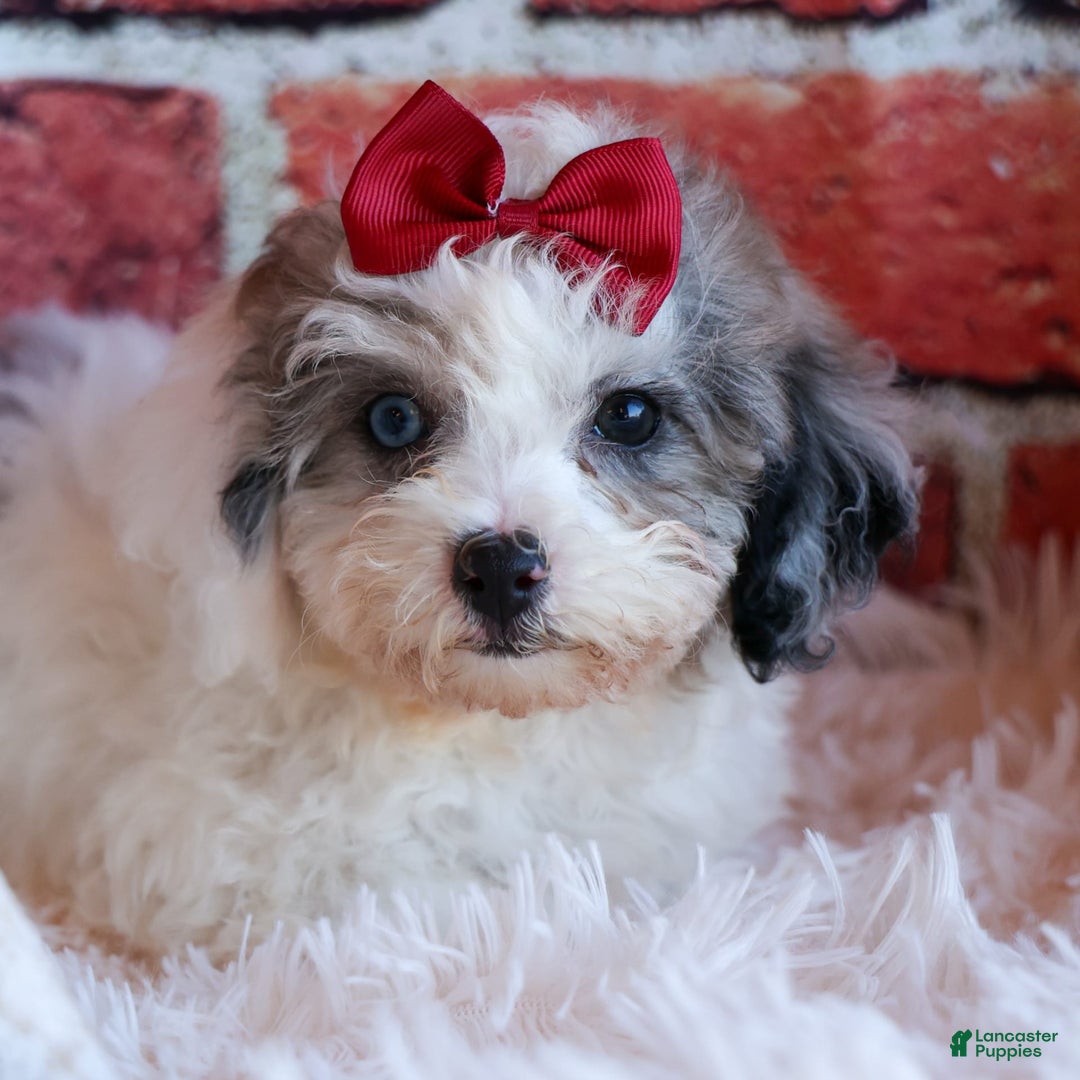 Bichpoo dogs for sale: Babe - Image 3