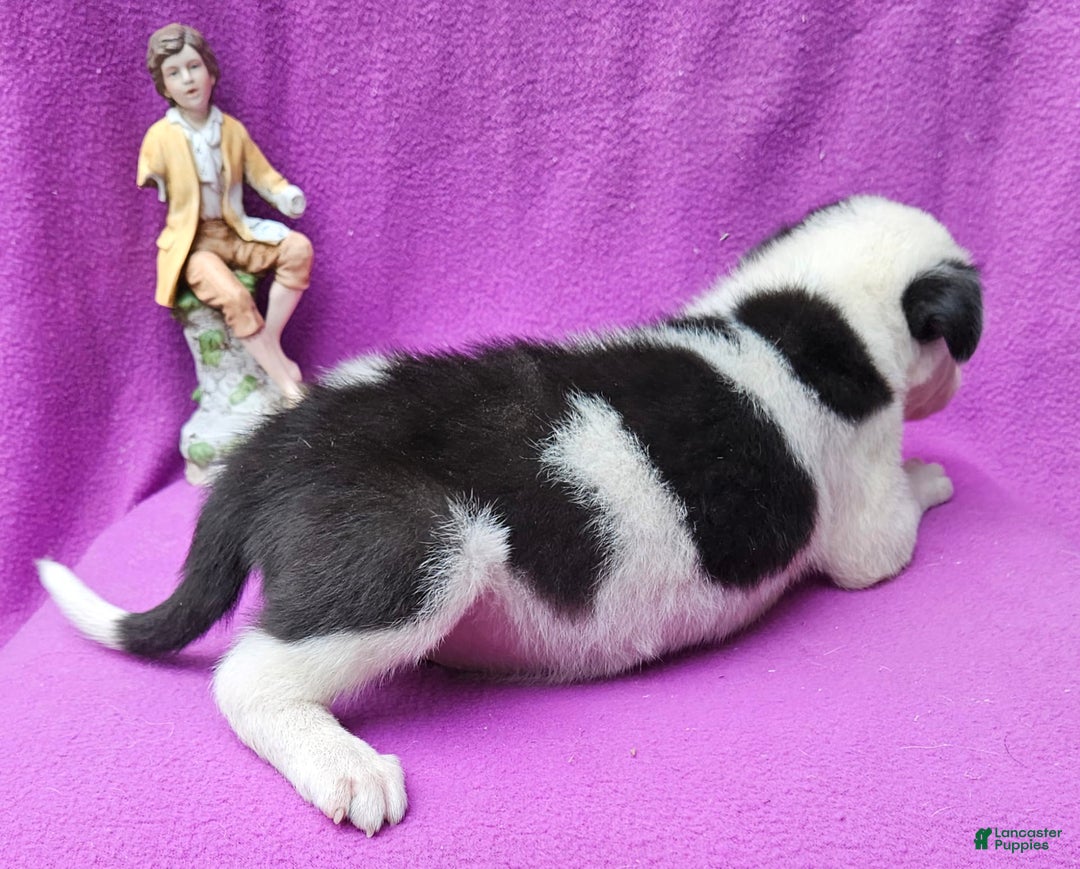 Border Collie dogs for sale: Justi - Image 19