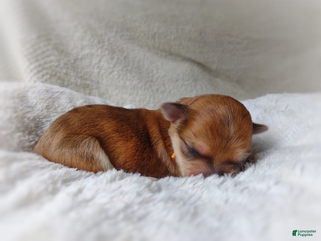 Morkie dogs for sale: Rare Gold Merle Bumblebee - Image 2