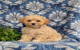Maltipoo dogs for sale: Eli Toy Size - Image 14