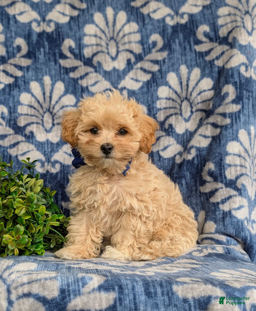 Maltipoo dogs for sale: Eli Toy Size - Image 14
