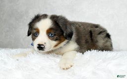 Miniature Australian Shepherd dogs for sale: Logan - Image 3