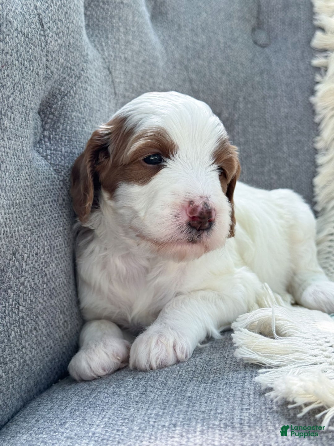 Goldendoodle dogs for sale: Alice - Image 4